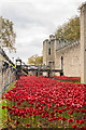 TQ3380 : Tower poppies by Ian Capper