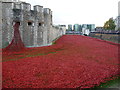 TQ3380 : Poppies at The Tower of London #6 by Richard Humphrey