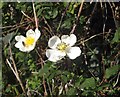 SX8362 : Wild roses by the green lane by Derek Harper