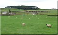 SE0349 : Pasture field south-east of Carr Bog Farm by Christine Johnstone