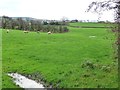  : Sheep pasture with sinks and issues by Christine Johnstone