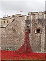 TQ3380 : Poppies at the Tower of London by Paul Bryan