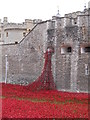 TQ3380 : Poppies at the Tower of London by Paul Bryan