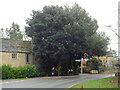 SP1720 : Holm Oak at the bend of Station Road, Bourton-on-the-Water by Robin Stott