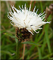 NO6948 : Knapweed (centaurea nigra) by Anne Burgess