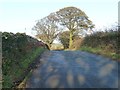 SH5262 : Trees and tree shadows on a road to Llanrug by Christine Johnstone