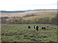 NY5569 : Belted Galloways by the Bewcastle Road by Oliver Dixon