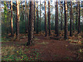 SU9360 : Pine woods, Priest Lane by Alan Hunt