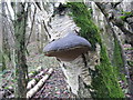 NT3237 : Hoof fungus on Birch by M J Richardson