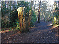 SU8265 : Old tree, Heath Lake Woods by Alan Hunt