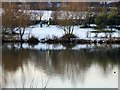 SK3899 : Winter walk around Elsecar reservoir by Steve  Fareham