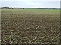 SE4921 : Public footpath crossing farmland west of Leys Lane by Christine Johnstone