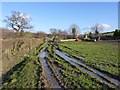 ST5112 : The lesser muddy field, Milcombe Farm by Becky Williamson