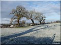 SJ4361 : Trees along the bridleway north from Smithy Farm by Christine Johnstone