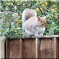 SJ9593 : Grey squirrel (Sciurus carolinensis) by Gerald England