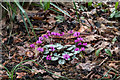 TQ1478 : Cyclamen, Winter Garden, Osterley Park, Isleworth by Christine Matthews