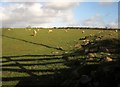 SX1668 : Sheep north of Higher Fawton by Derek Harper