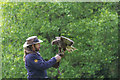 SD1096 : Falconry Display, Muncaster Castle, Cumbria by Christine Matthews