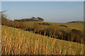 TQ1311 : View east along the South Downs Way towards Chanctonbury Ring by Christopher Hilton