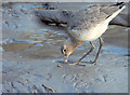 J3674 : Black-tailed Godwit, Connswater, Belfast - February 2015(2) by Albert Bridge