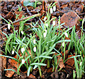 J3268 : Snowdrops, Minnowburn, Belfast (February 2015) by Albert Bridge