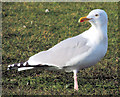 J5182 : Herring gull, Ballyholme, Bangor (February 2015) by Albert Bridge