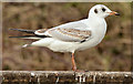 J4774 : Black-headed gull, Kiltonga, Newtownards - February 2015(2) by Albert Bridge