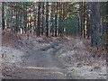 SU8762 : Pine woods, Barossa Common by Alan Hunt