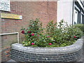 SZ0991 : Bournemouth: roses round the back of Bournemouth House by Jonathan Hutchins