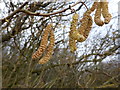 TF0527 : Corylus Catkins by Bob Harvey