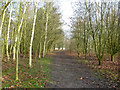  : Path in James Cooke Wood by Robin Webster