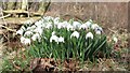 NU1530 : Snowdrops in woodland north east of Lucker by Graham Robson