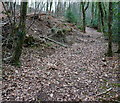  : Path through Brownsen's Wood by jeff collins