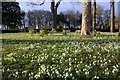 NC8500 : Scottish Snowdrop Festival 2015 - Dunrobin Castle Gardens (4) by Andrew Tryon