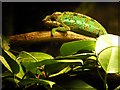 SJ8496 : Manchester Museum Vivarium, Panther Chameleon (Furcifer pardalis ) by David Dixon