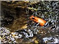 SJ8496 : Manchester Museum Vivarium, Strawberry Poison-dart Frog (Oophaga pumilio) by David Dixon