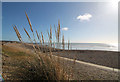 TQ7607 : Pampas Grass near Galley Hill by Julian P Guffogg