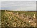 NU1031 : Young hedge south of Whitelee by Graham Robson