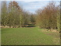  : Clearing and path in James Cooke Wood, Witham by Roger Jones