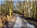 SJ8280 : Bridleway Around Rossmere by David Dixon