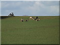 TM0277 : Grazing Deer off Thorpe Street by Geographer