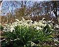 TA1552 : Snowdrops near Dunnington Manor by Paul Harrop