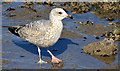 J3979 : Juvenile gull, Holywood (March 2015) by Albert Bridge