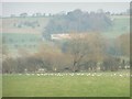 SE2847 : Flock of gulls in a field south of Woodgate Farm by Christine Johnstone