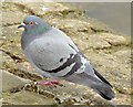 J3675 : Feral pigeon, Victoria Park, Belfast - March 2015(5) by Albert Bridge