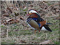 SP9533 : Mandarin duck by Ian Paterson