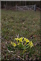 TQ4461 : Primroses, Burnt Gorse by Christopher Hilton