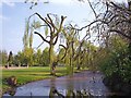 TF0920 : A trim for the weeping willows at Bourne, Lincolnshire by Rex Needle