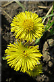 NJ5966 : Coltsfoot (Tussilago farfara) by Anne Burgess