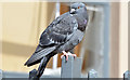 J3374 : Feral pigeon, Belfast - (April 2015) by Albert Bridge